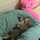 Tse Cat