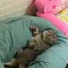 Tse Cat