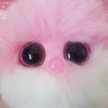 Pisica Emily
