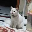Defila
