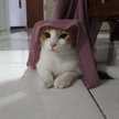 Faiza