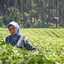 hellen putrilianto