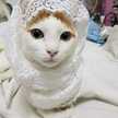 Putri Al Gaffar