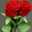 Noor Hassan