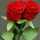 Noor Hassan