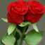 Noor Hassan