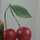 Redcherry Redcherry