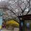 황리라