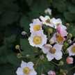 gloryofplants