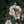 gloryofplants