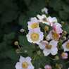 gloryofplants