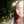 Roberta -