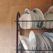 Breksan Amr Mohamed