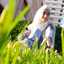 massa Shammout 