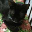little cat dark Rodriges