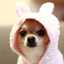 la peke