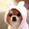 la peke la peke