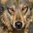 Solitary Wolf
