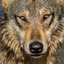 Solitary Wolf