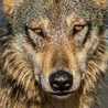 Solitary Wolf