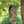roya.bakhshi