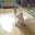 Kitti
