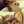tortoiseshell_cat tortoiseshell_cat