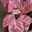 Fatma4544