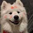 samoyed