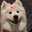 samoyed