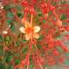 Manickavalli M