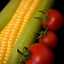 tomatoes