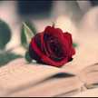 Raghad
