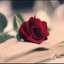 Raghad