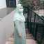 Farin Novrica