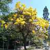 ardasothie