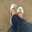 laela_han