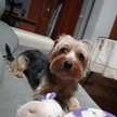 LOLA PEDRAZA 