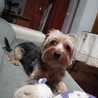 LOLA PEDRAZA 