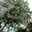 KJ