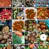 Mamak Mahen Mamak Mahen
