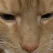 Cluelesskitty