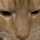Cluelesskitty