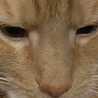 Cluelesskitty