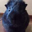 Puchini