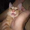 Judy A Cat