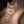 Judy A Cat