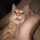 Judy A Cat Judy A Cat