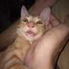 Judy A Cat Judy A Cat