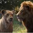 King Lion